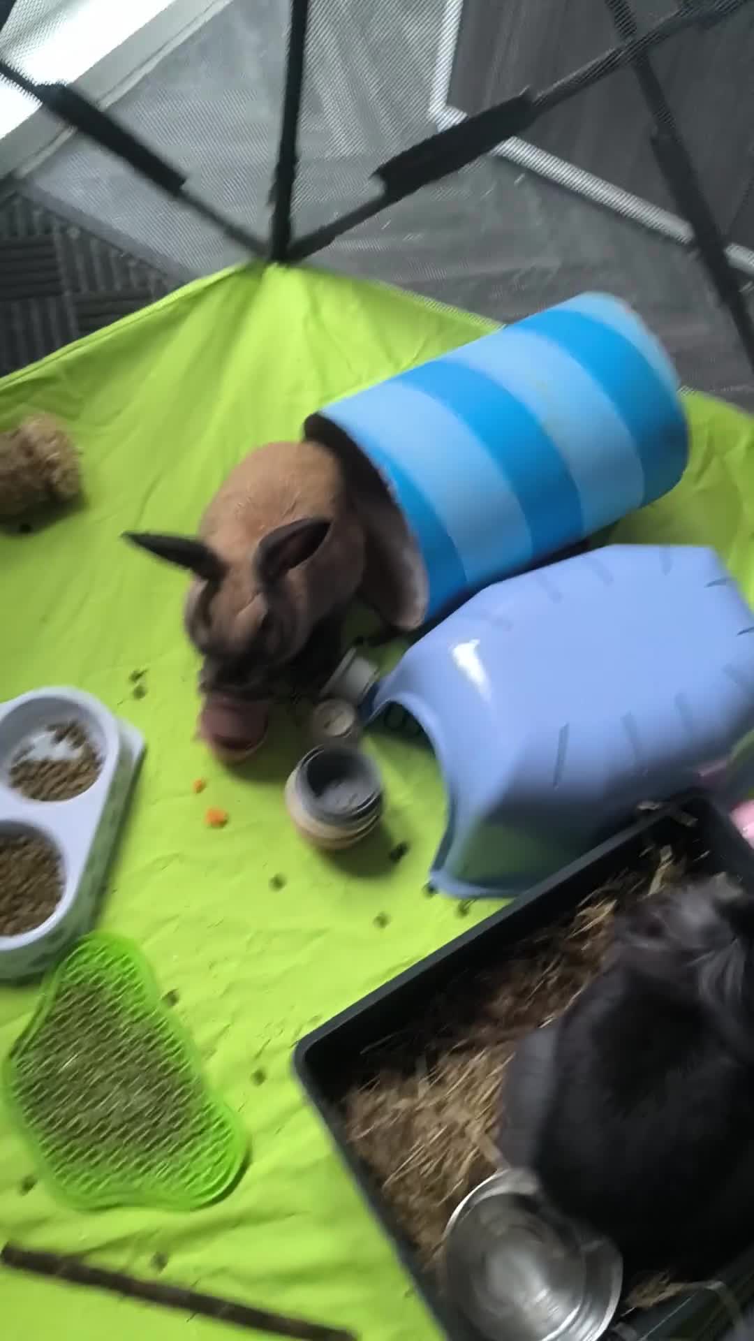 Mixed Breed rabbits for sale: 2 male rabbits 4 month old  - Video 1