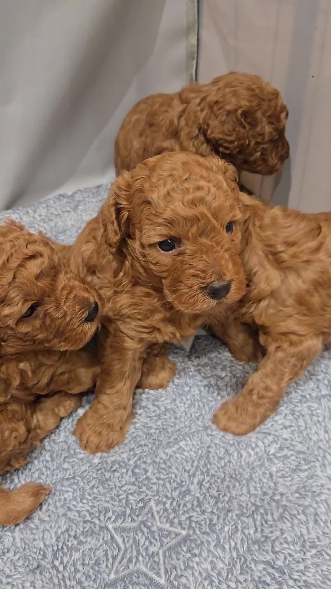 Cockapoo dogs for sale: Red Toy Cockapoo - Video 1