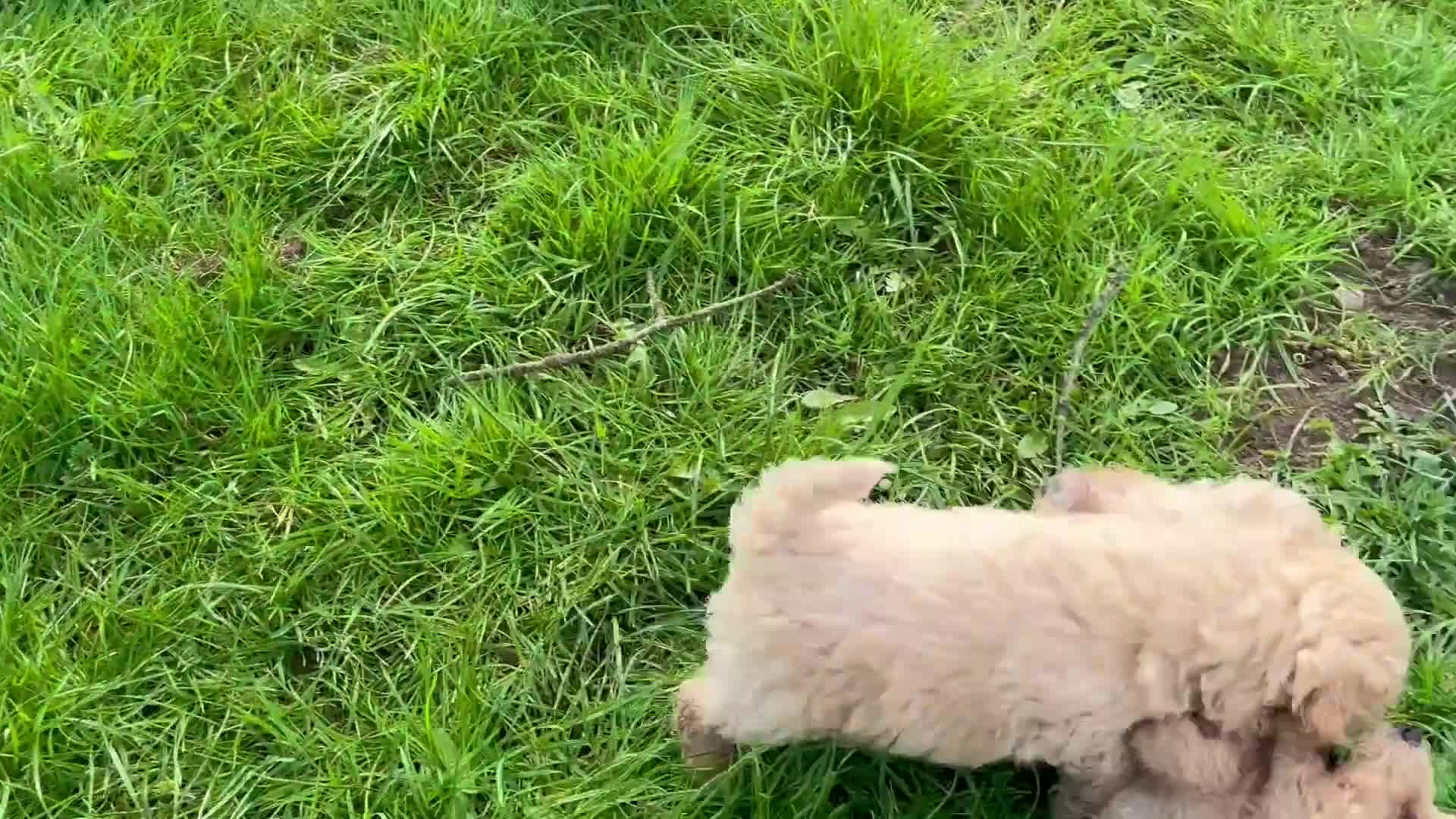 Poochon dogs for sale: Ready now Stunning mini F1 health tested Poochons - Video 2