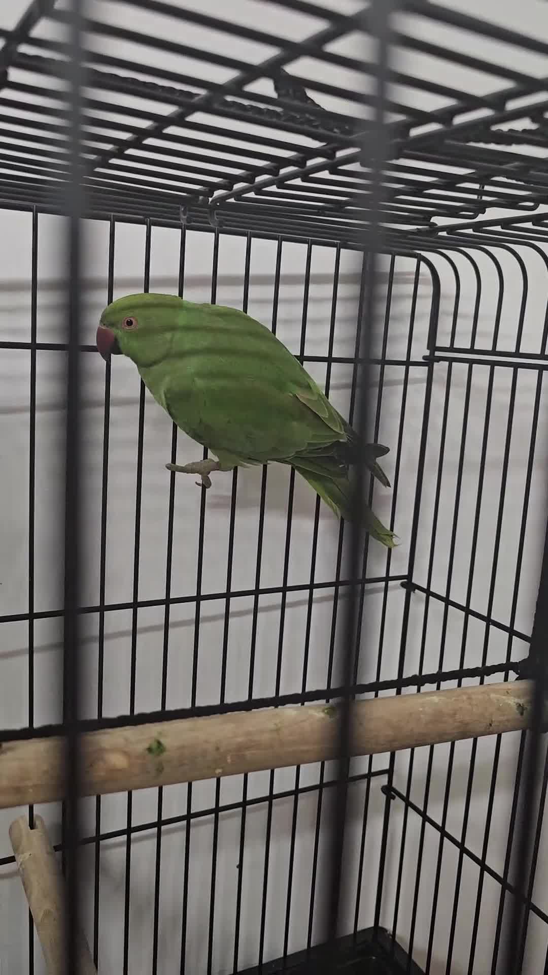 Ringnecks birds for sale: Indian ringneck parrot  - Video 1