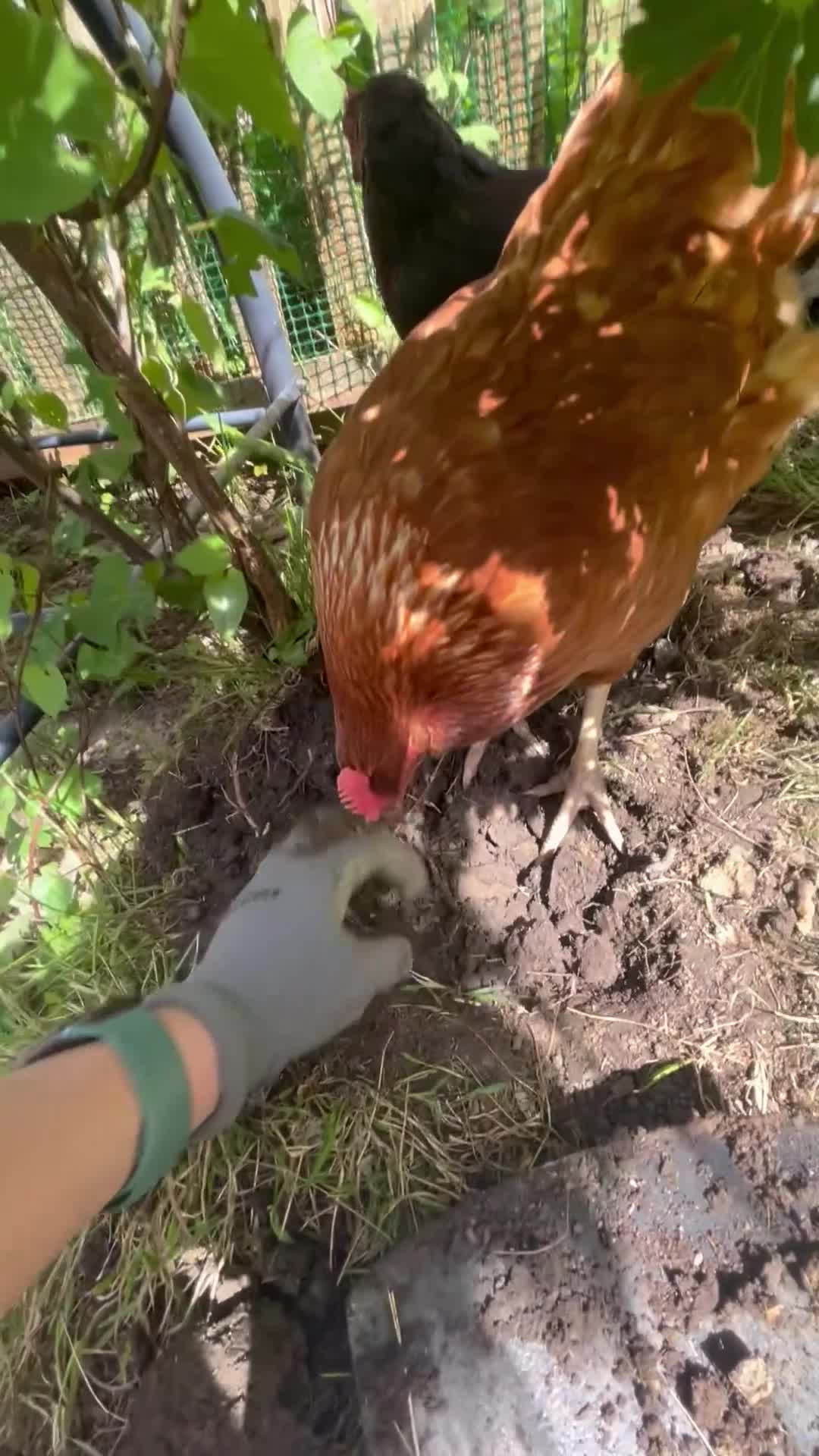 Hens poultry for sale: 3 hens - Video 1