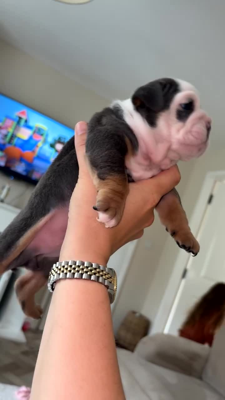 English Bulldog dogs for sale: BRITISH BULLDOG MALE/FEMALE - Video 2
