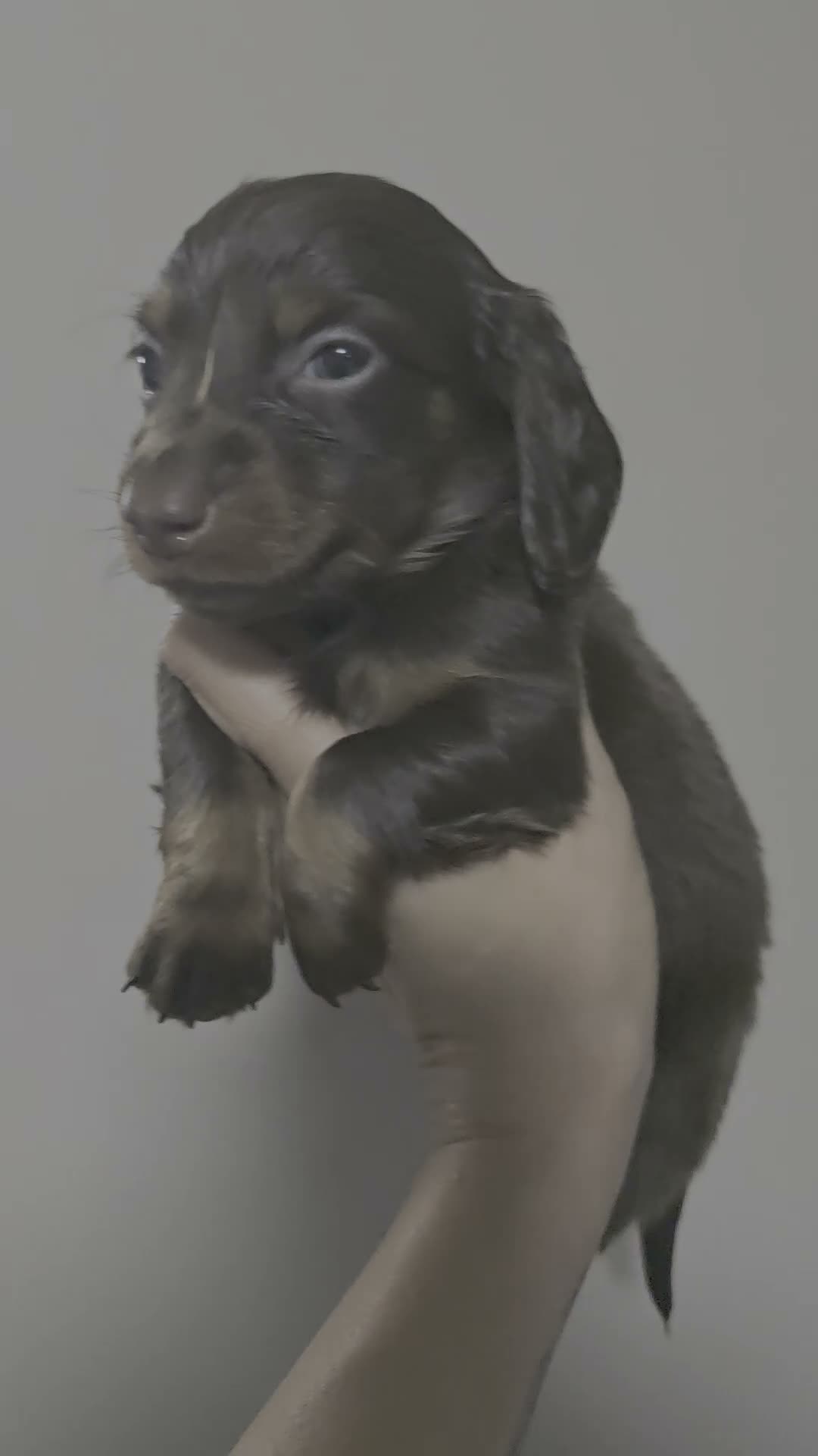 Miniature Dachshund dogs for sale: 4 male Dachshunds - Video 2