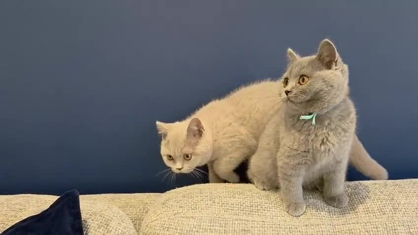 British Shorthair cats for sale: British Shorthair Kittens Teddy Bear chunky Teddys - Video 2