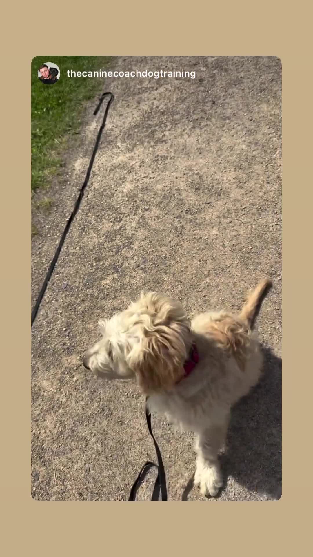 Goldendoodle dogs for sale: Beautiful Male Trained Goldendoodle Puppy - Video 2