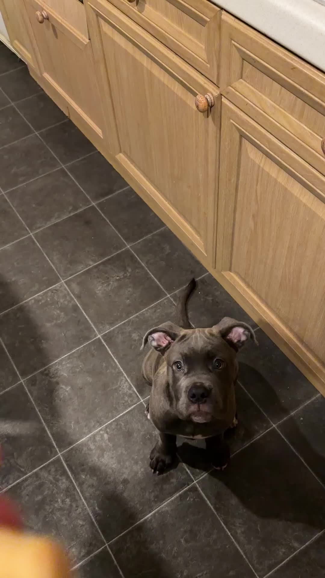 Mixed Breed dogs for sale: Cane Corso female - Video 1