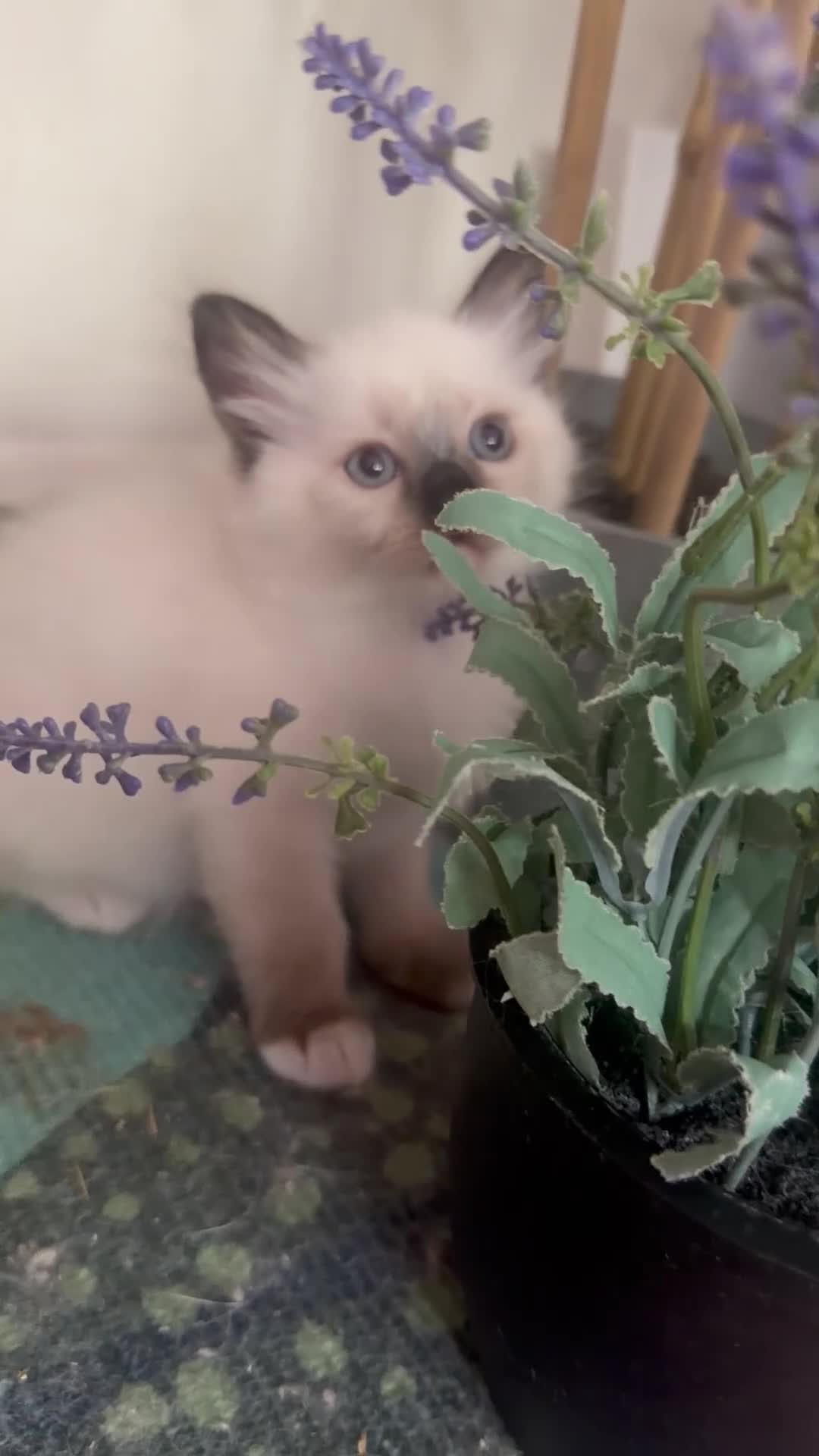 Ragdoll cats for sale: Beautiful Male ragdoll  - Video 1
