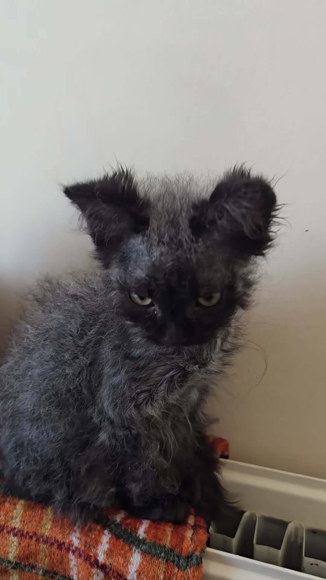 LaPerm cats for sale: 2 male Laperm mix kittens, curly haired - Video 2