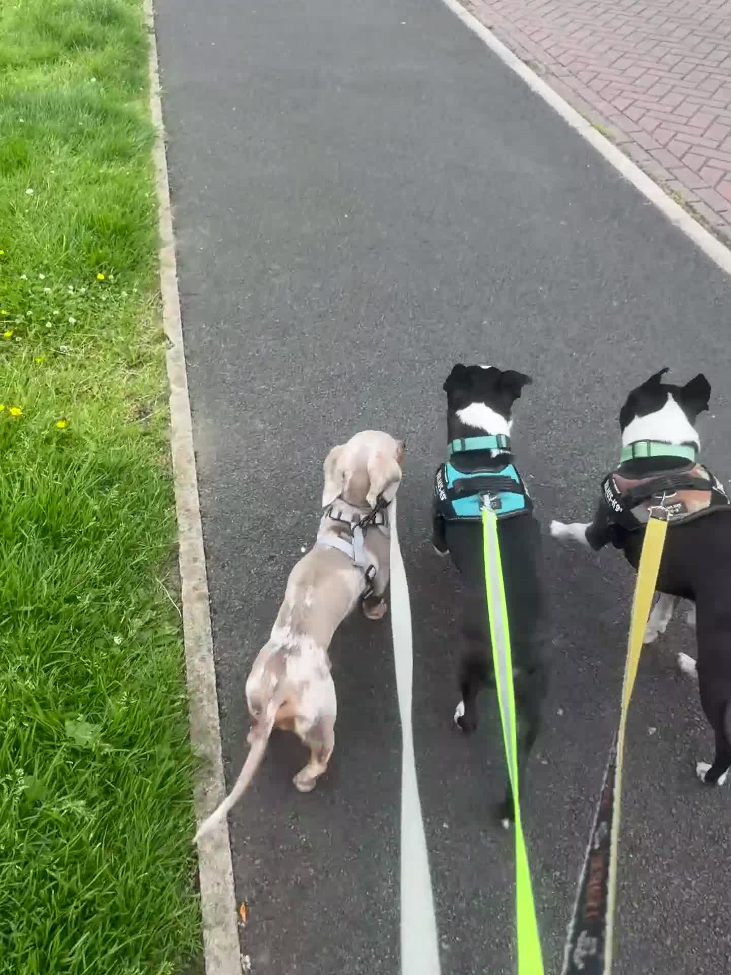 Miniature Dachshund dogs for sale: David needs a home - Video 1