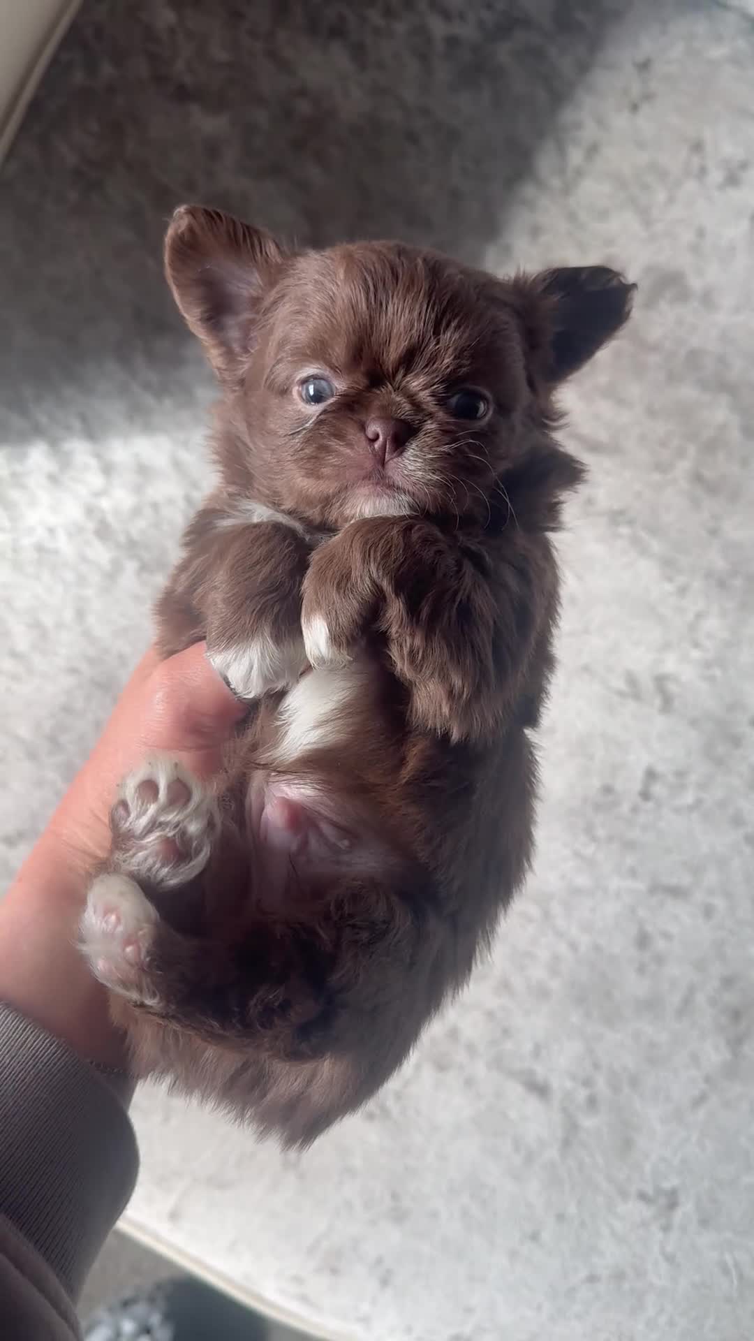Chihuahua dogs for sale: Stunning Thai lines chocolate male  - Video 1