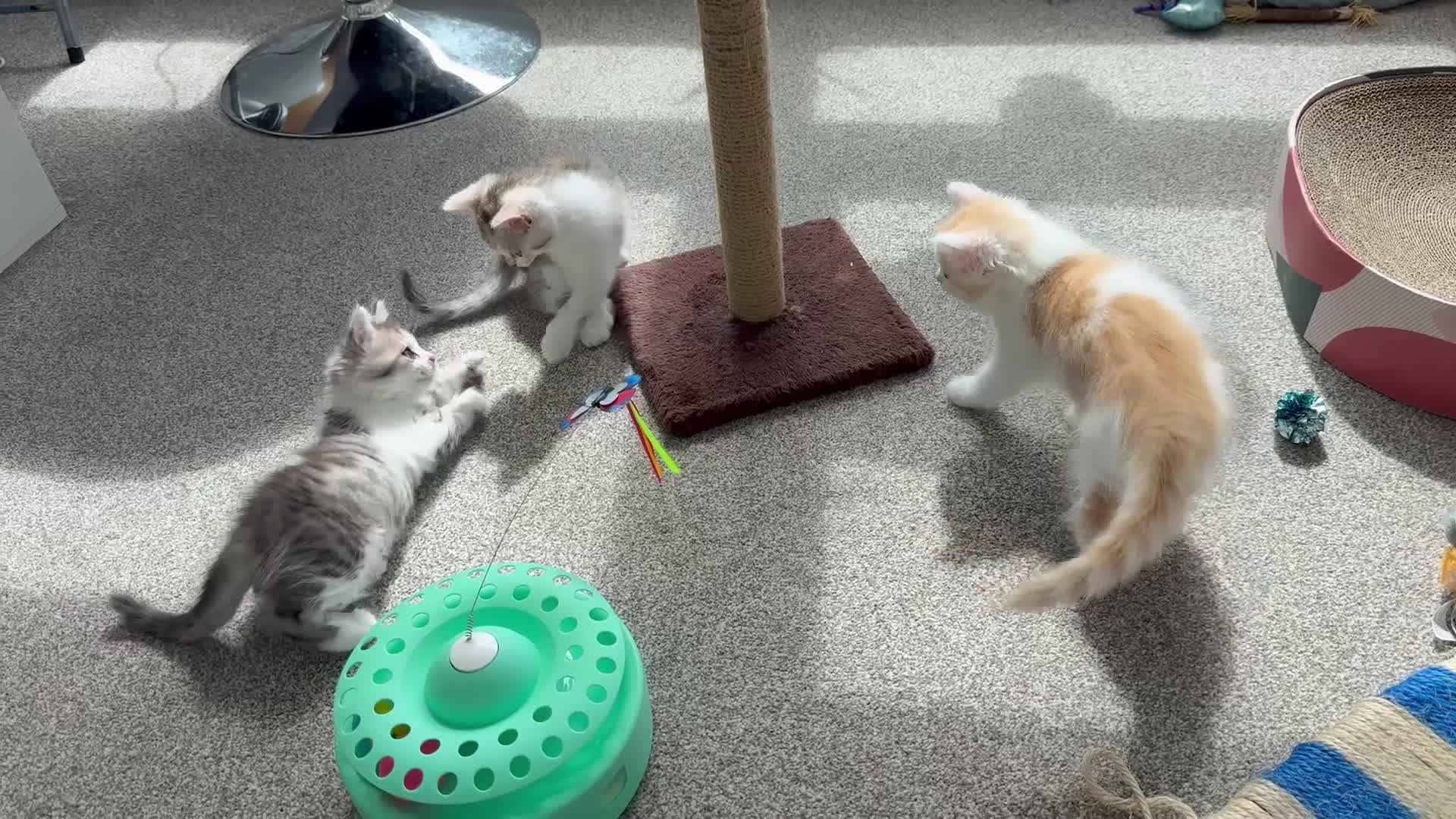 Munchkin cats for sale: ⭐️⭐️-3x TICA Munchkins - Super Short Legs-⭐️⭐️  - Video 5