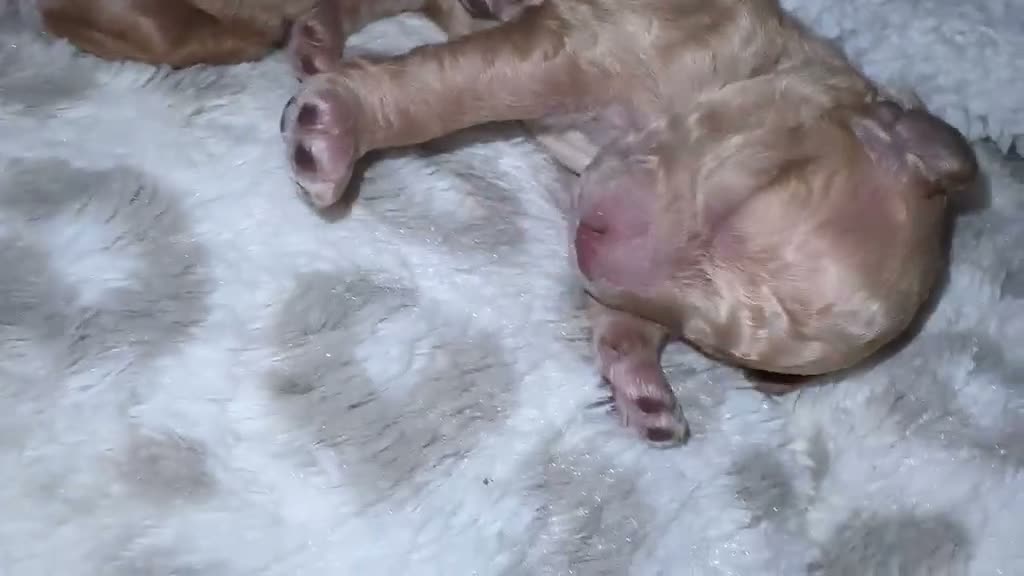 Cockapoo dogs for sale: F1BB Toy Cockapoos - Video 1
