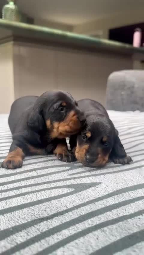 Miniature Dachshund dogs for sale: KC short haired miniature Black and Tan puppies - Video 1