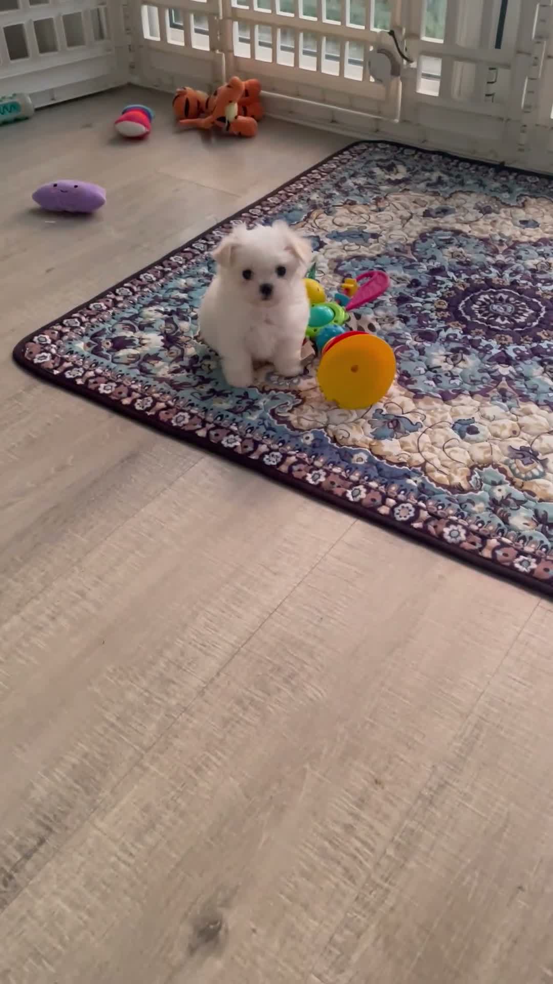 Maltese dogs for sale: Last Beautiful KC Registered Maltese Girl - Video 4