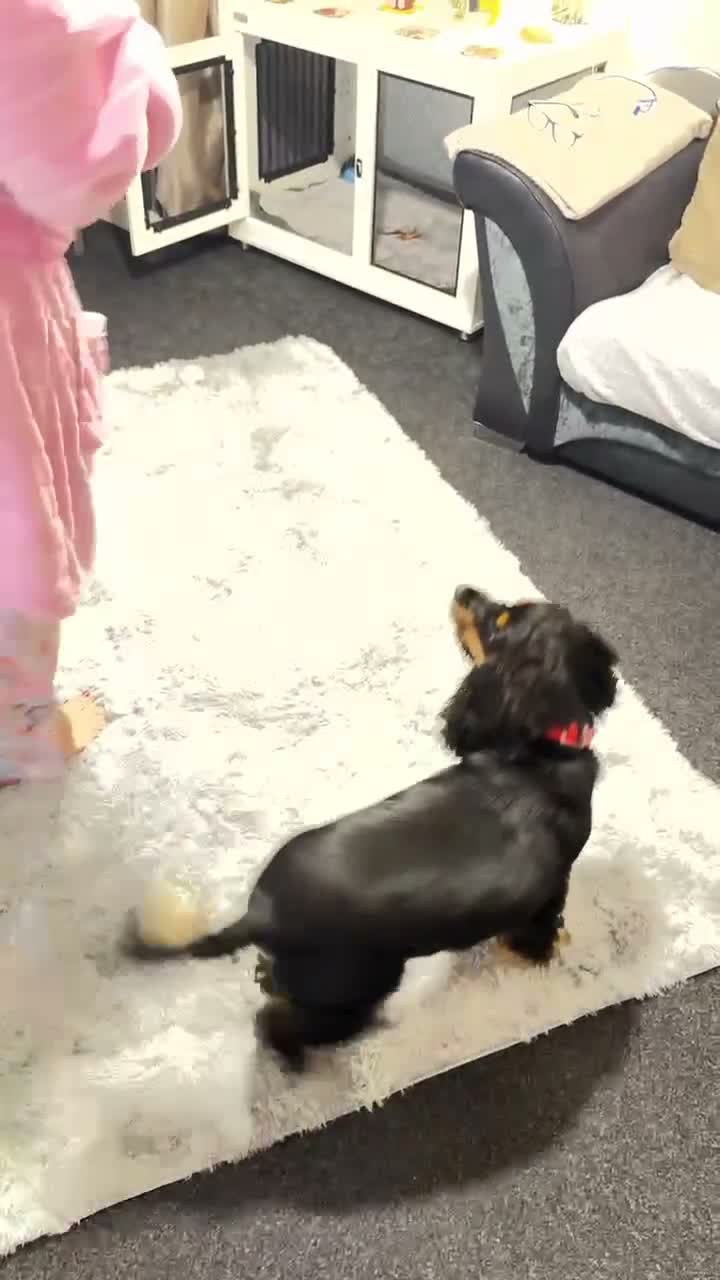American Cocker Spaniel dogs for sale: American cocker spaniel in Pontyclun - Video 1