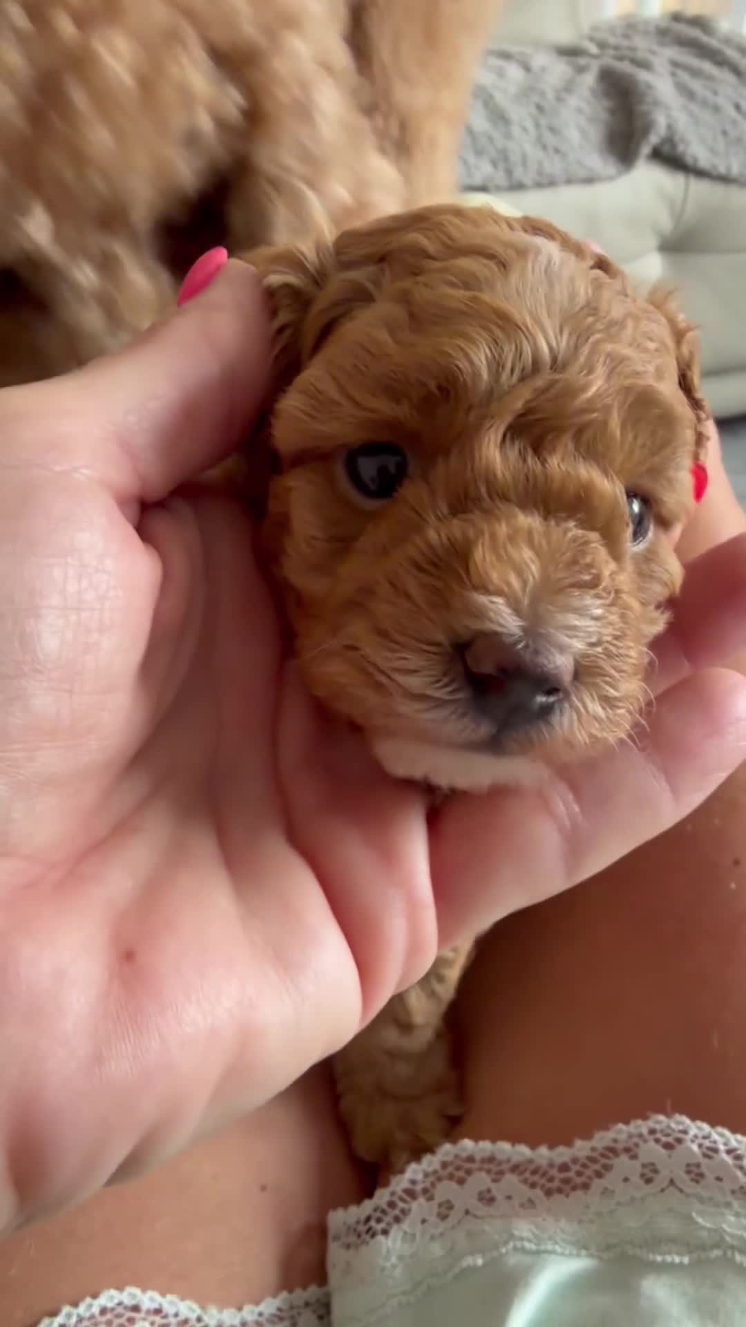 Cavapoo dogs for sale: 2x Cavapoo F1B pups 1 boy 1 girl available  - Video 2