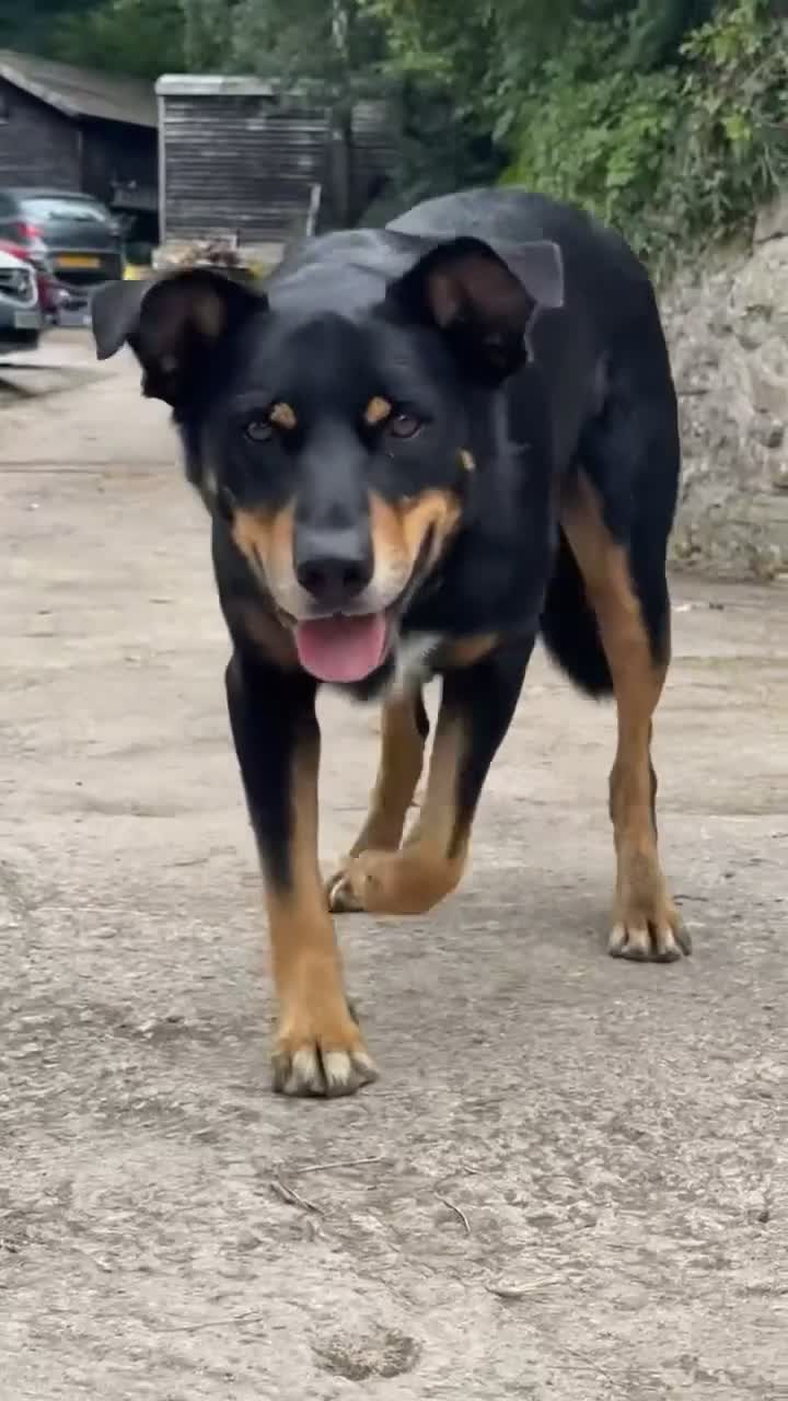 Mixed Breed dogs for sale: Huntaway x Welsh collie  in Denbigh - Video 1