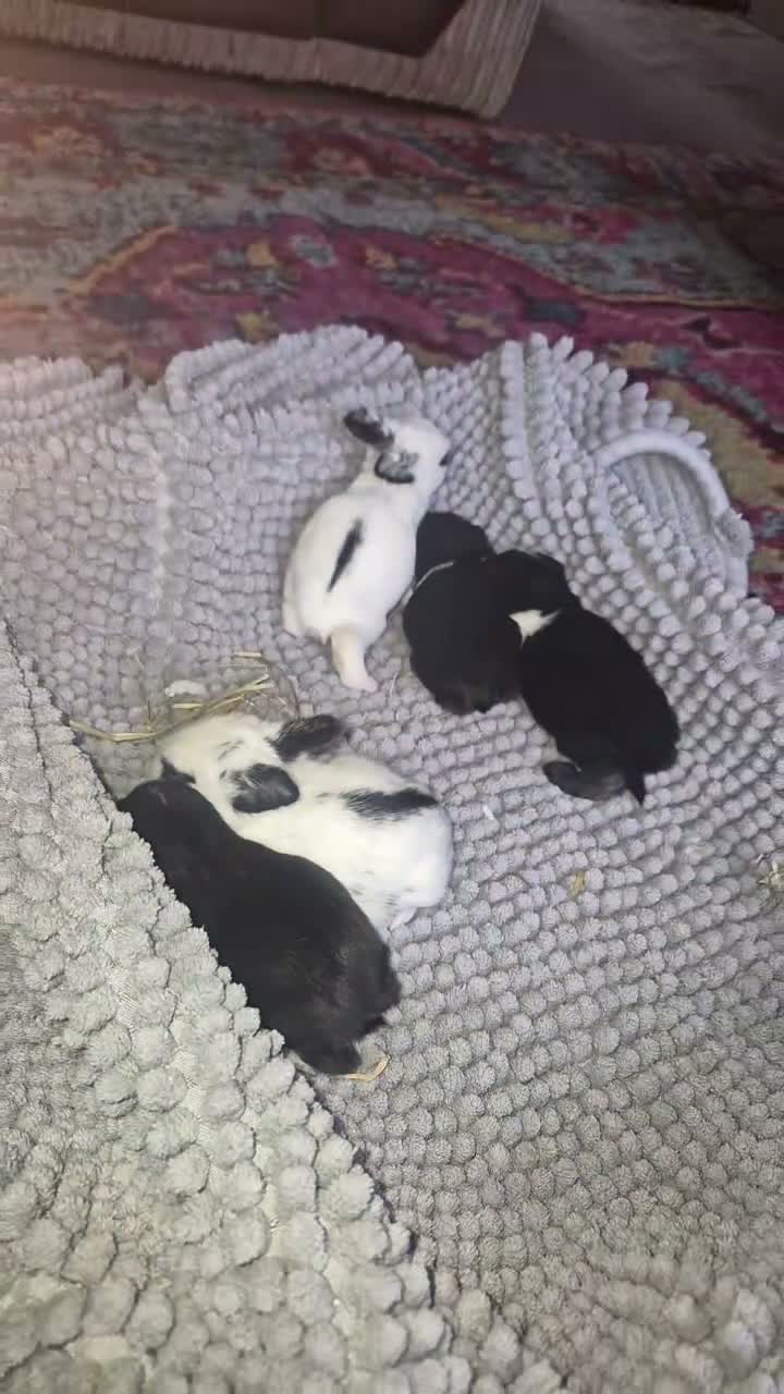 Mini Lop rabbits for sale: 4 beautiful mini lop X dutch in Cleckheaton - Video 1