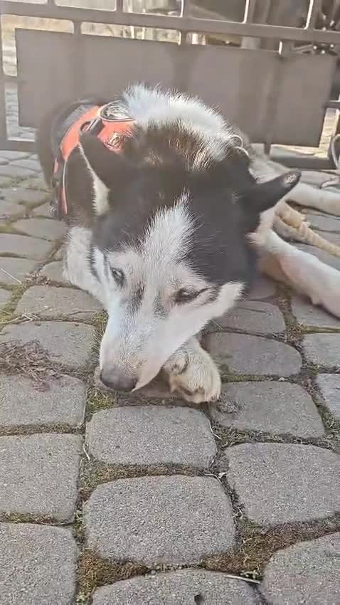 Siberian Husky dogs for adoption: 💙🐶 HASAN 🐶💙 - Video 1