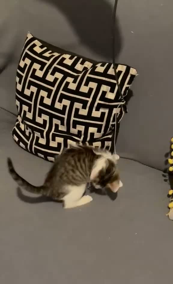Mixed Breed cats for sale: Kittens for sale Walsall  - Video 3