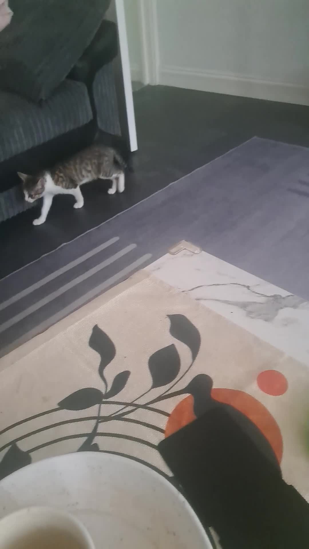 British Shorthair cats for sale: Kiko and memi - Video 1