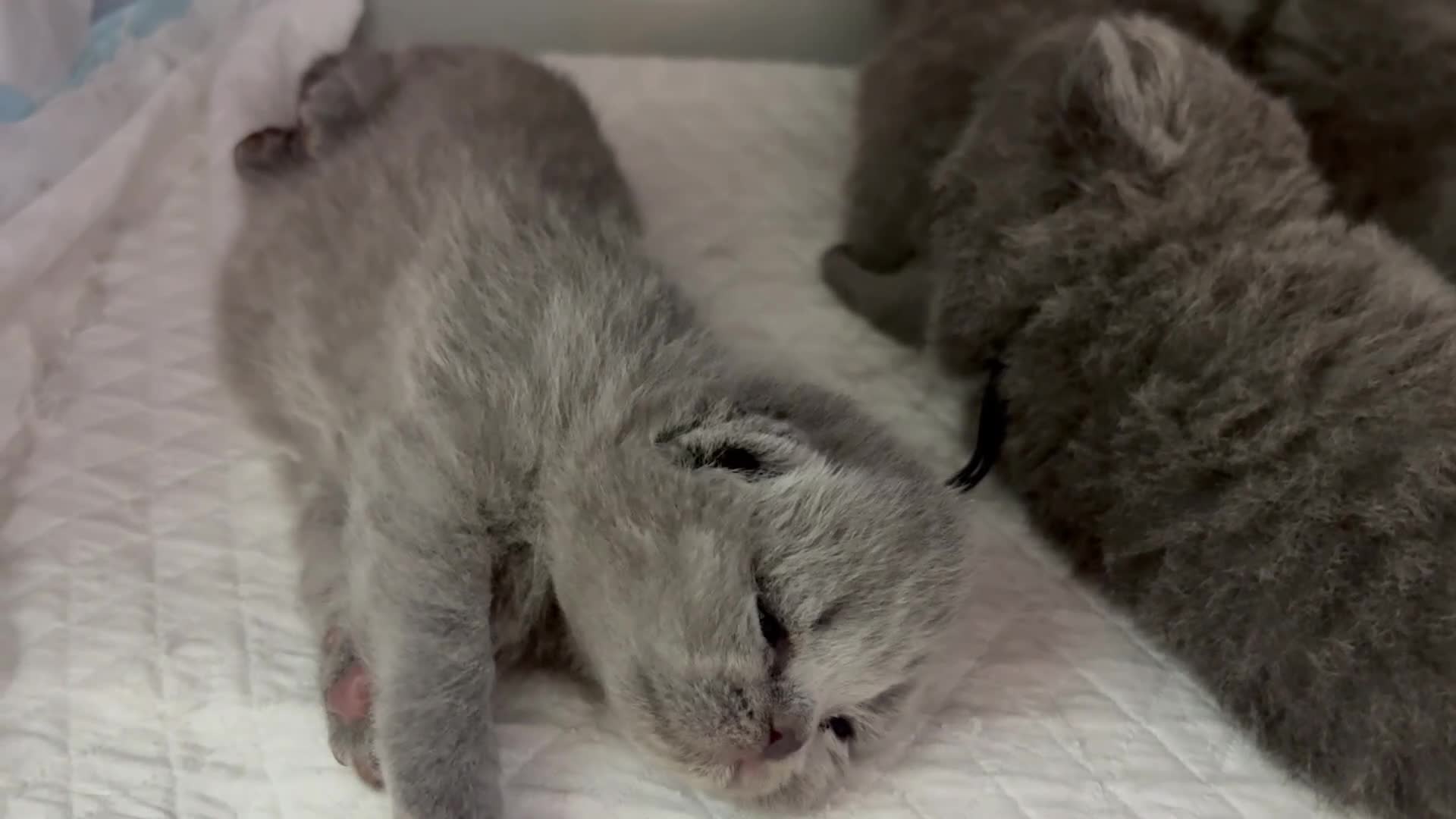 British Shorthair cats for sale: Gccf British Blue kittens  - Video 1