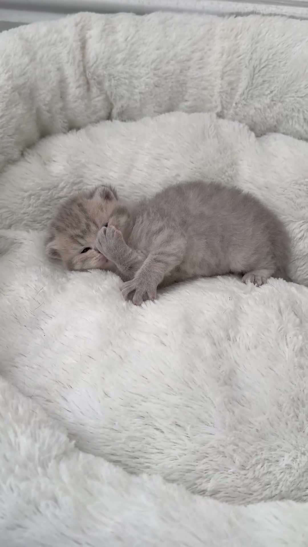 British Shorthair cats for sale: British shorthair kittens  - Video 1