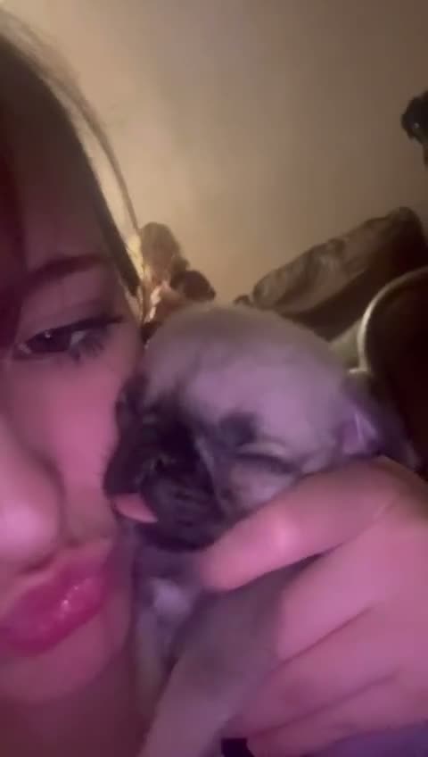 Pug dogs for sale: BEAUTIFUL PUG PUPPIES – NOW AVAILABLE TWO LEFT  - Video 1