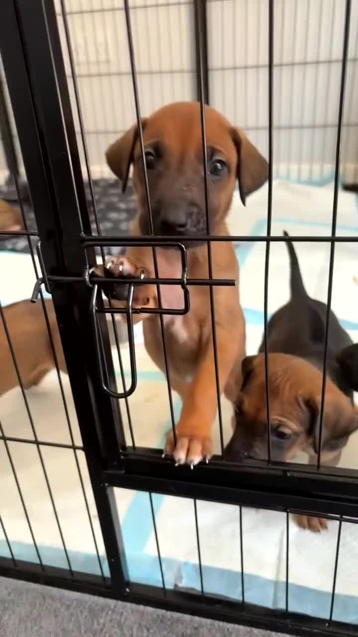 Mixed Breed dogs for sale: Rhodesian Ridgeback x Dutch herder puppies - Video 1