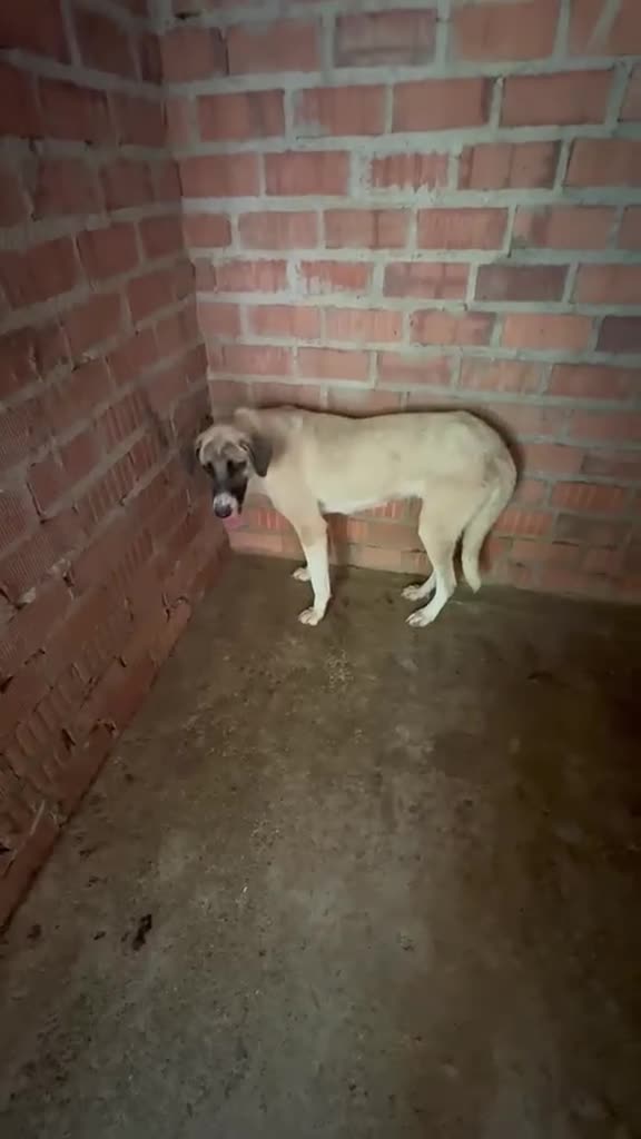 Mixed Breed dogs for adoption: Adorable Athena 🐾🐶 in Hengoed - Video 1