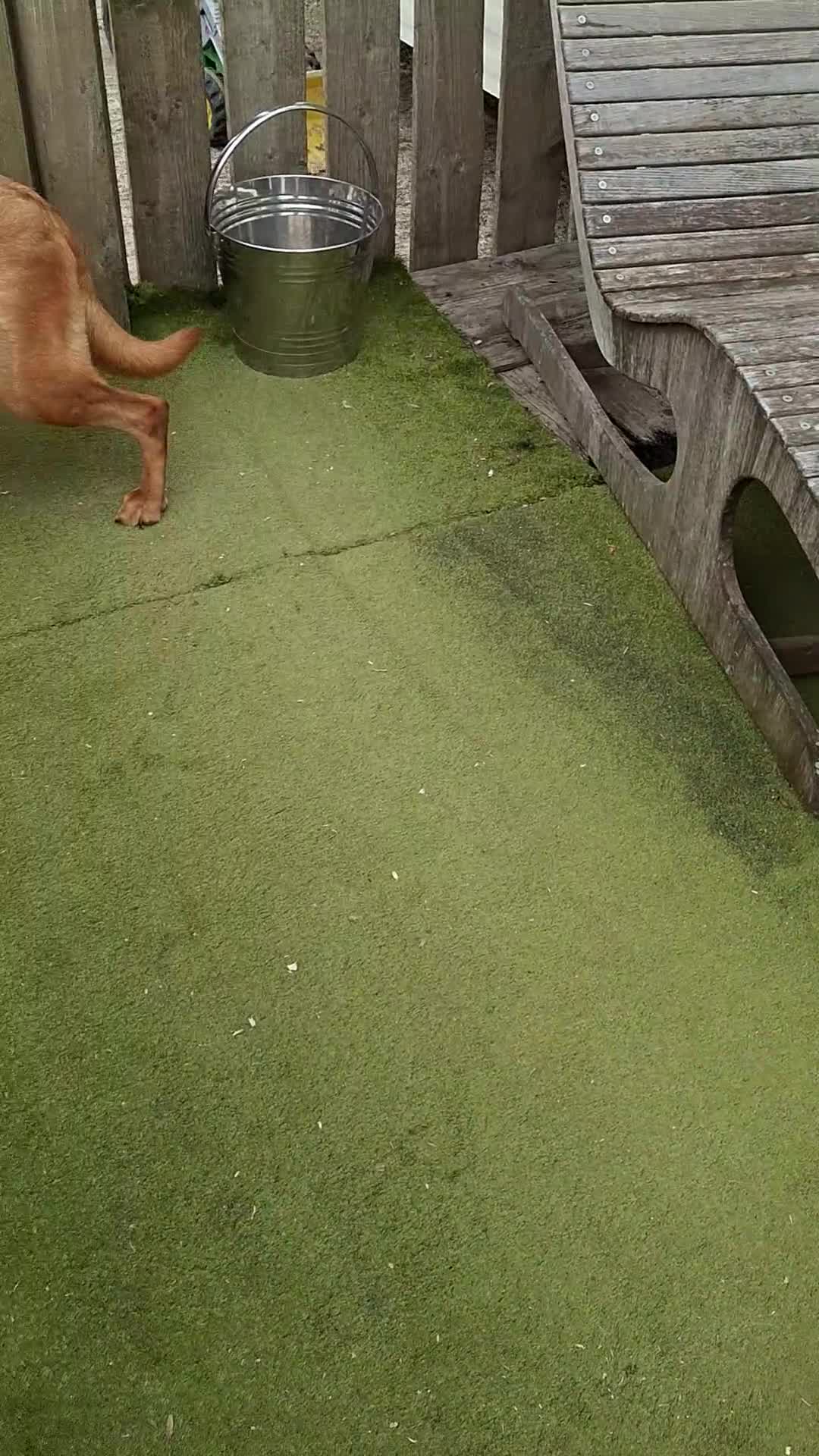 Goldador dogs for sale: Goldador Puppies  - Video 1