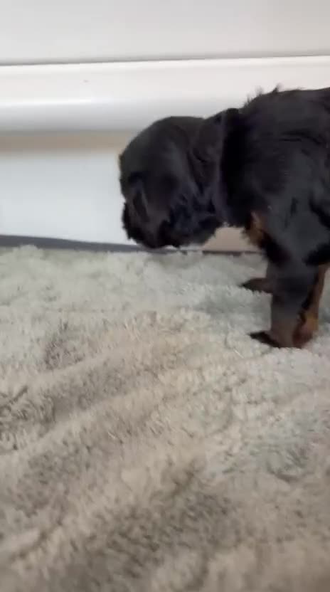 Cockapoo dogs for sale: Beautiful litter of F2b Cockapoos!🦌🐶 - Video 2