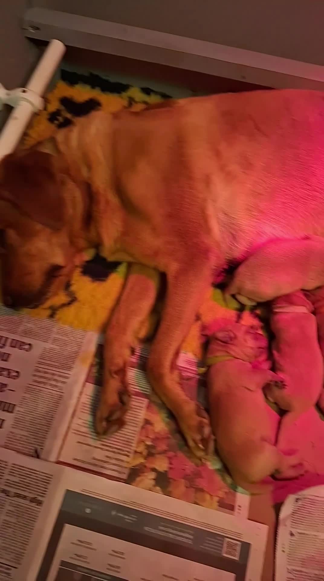 Labrador Retriever dogs for sale: KC REGISTERED WORKING LINE YELLOW LABRADOR PUPS - Video 3