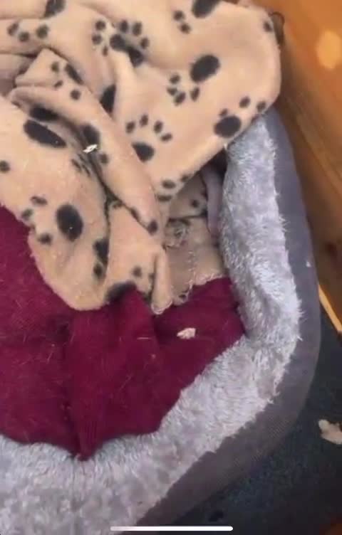 Ferret rodents for sale: Ferret kits for sale  - Video 1