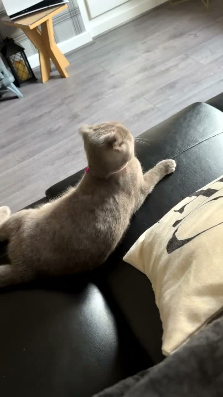 Scottish Fold cats for sale: Scottish fold female cat - Video 1