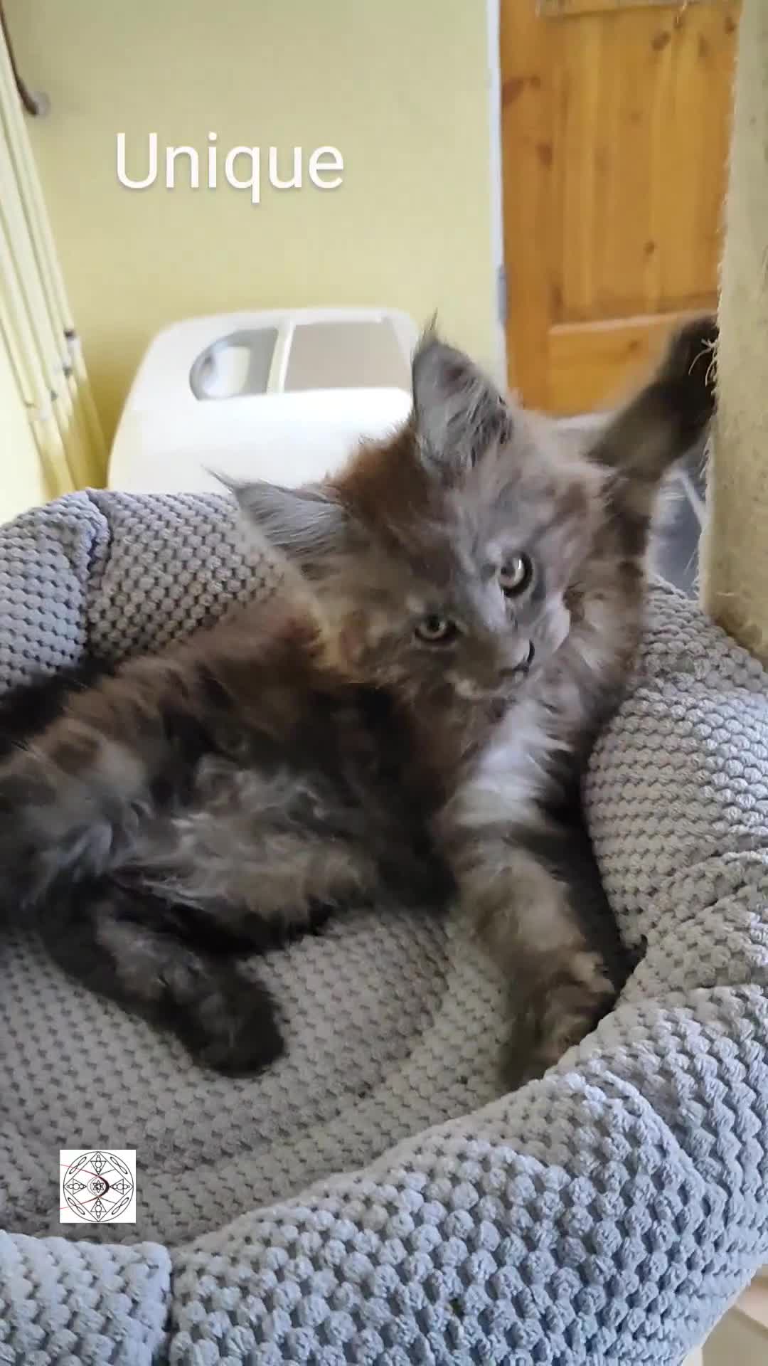Maine Coon cats for sale: Absolutelly gorgeous kittens  - Video 1