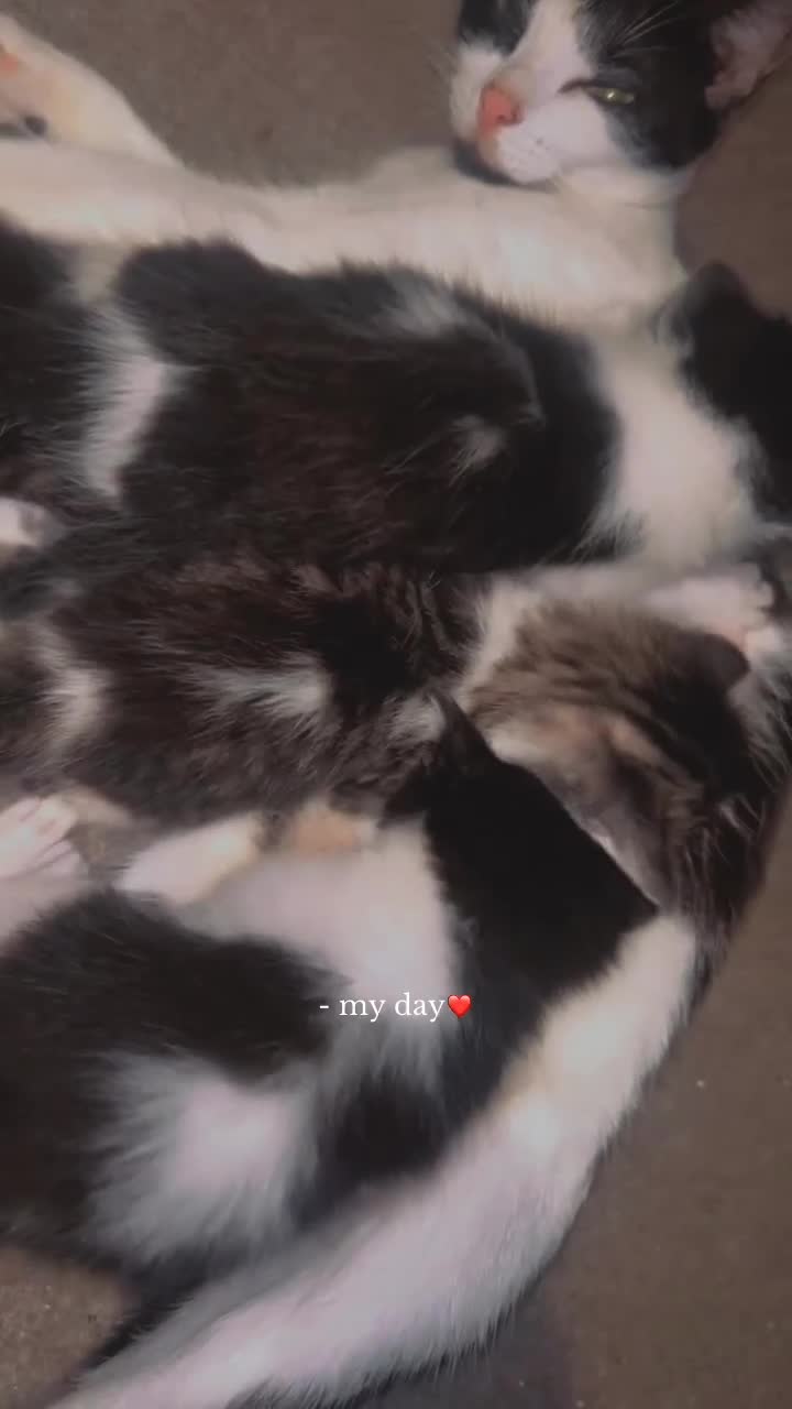 Mixed Breed cats for sale: 3 beautiful babies  - Video 3