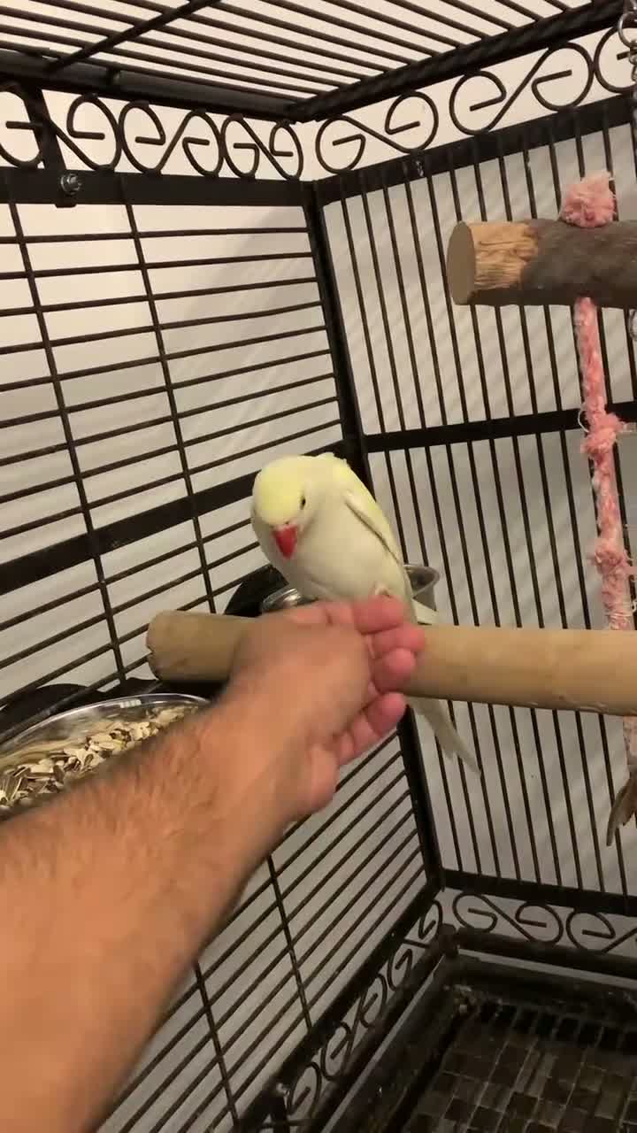 Ringnecks birds for sale: Gold tame ring neck  - Video 1