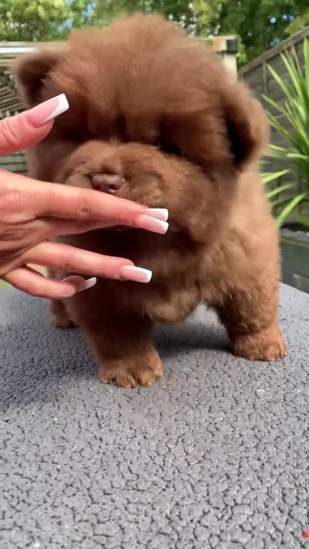 Chow Chow dogs for sale: Beautiful QUALITY chow chow pups NOW REDUCED!!! - Video 1