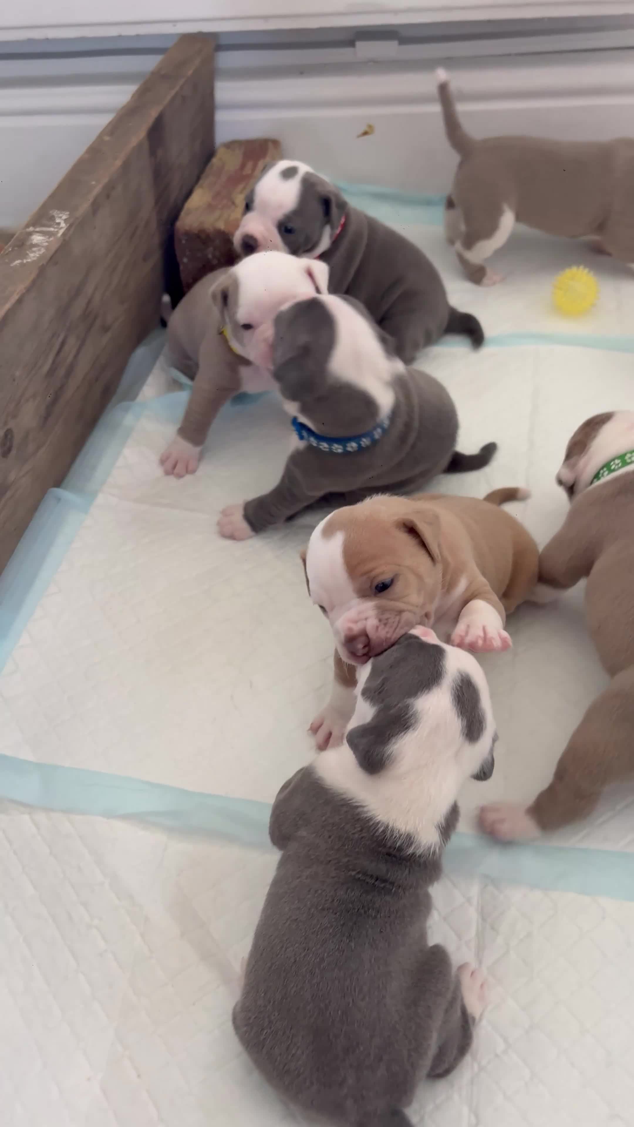 Old Tyme Bulldog dogs for sale: EXQUISITE Old tyme English bulldog puppies  - Video 3