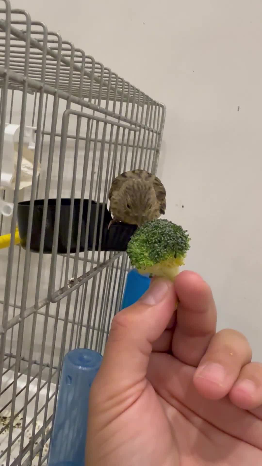 Canaries birds for sale: Canaries available  - Video 3