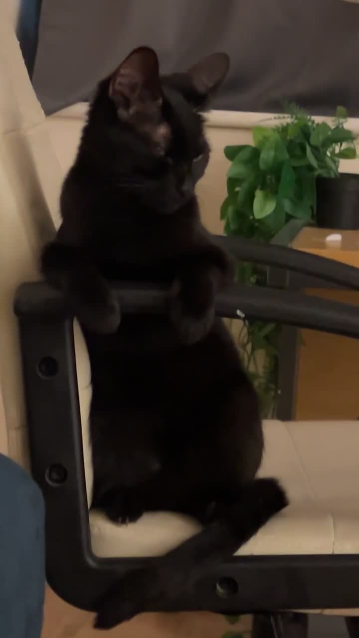 Mixed Breed cats for sale: Layl  - Video 1