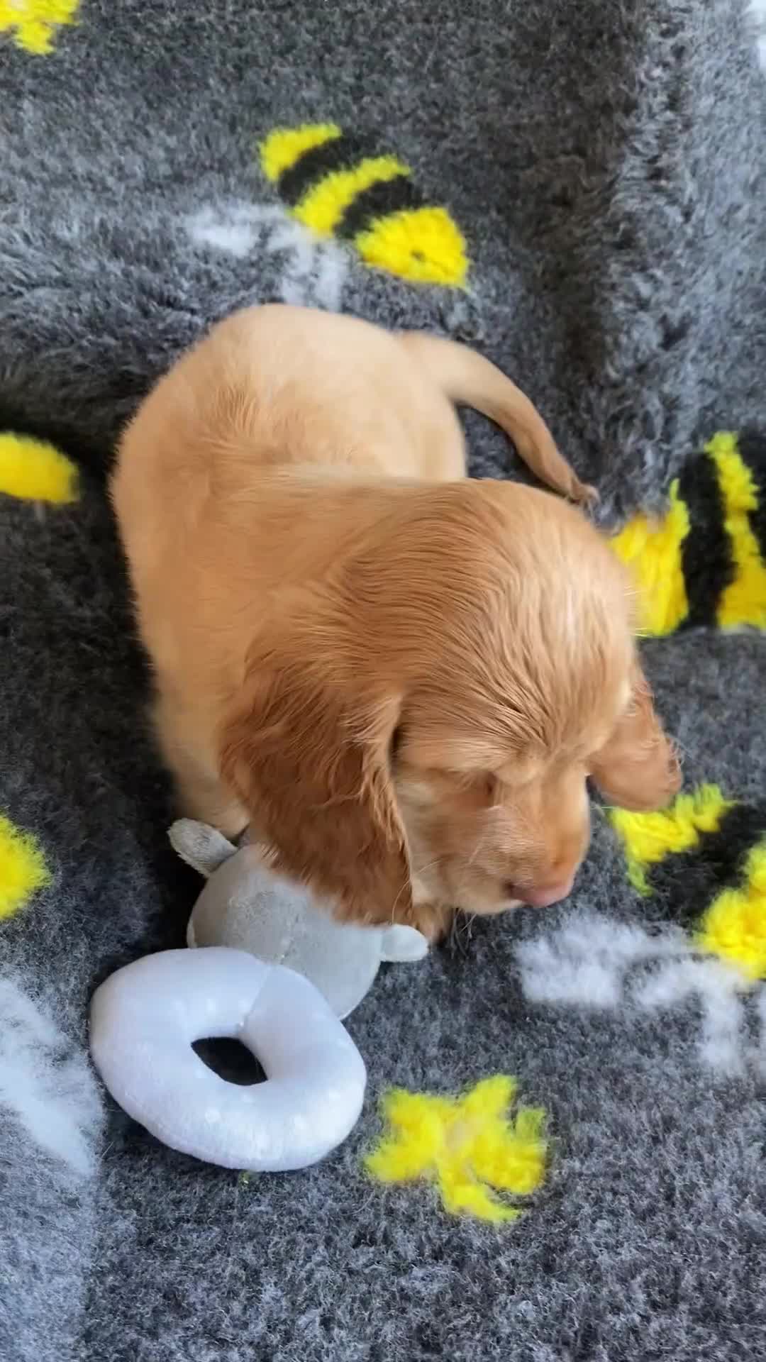 Cocker Spaniel dogs for sale: 🐶Show type KC reg fully vaccinated 🐶 reduced  - Video 1