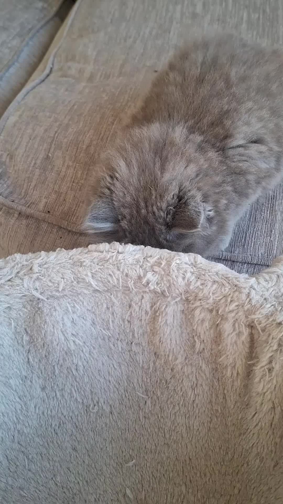 British Longhair cats for sale: 5 x beautiful BLH kittens for sale - Video 2