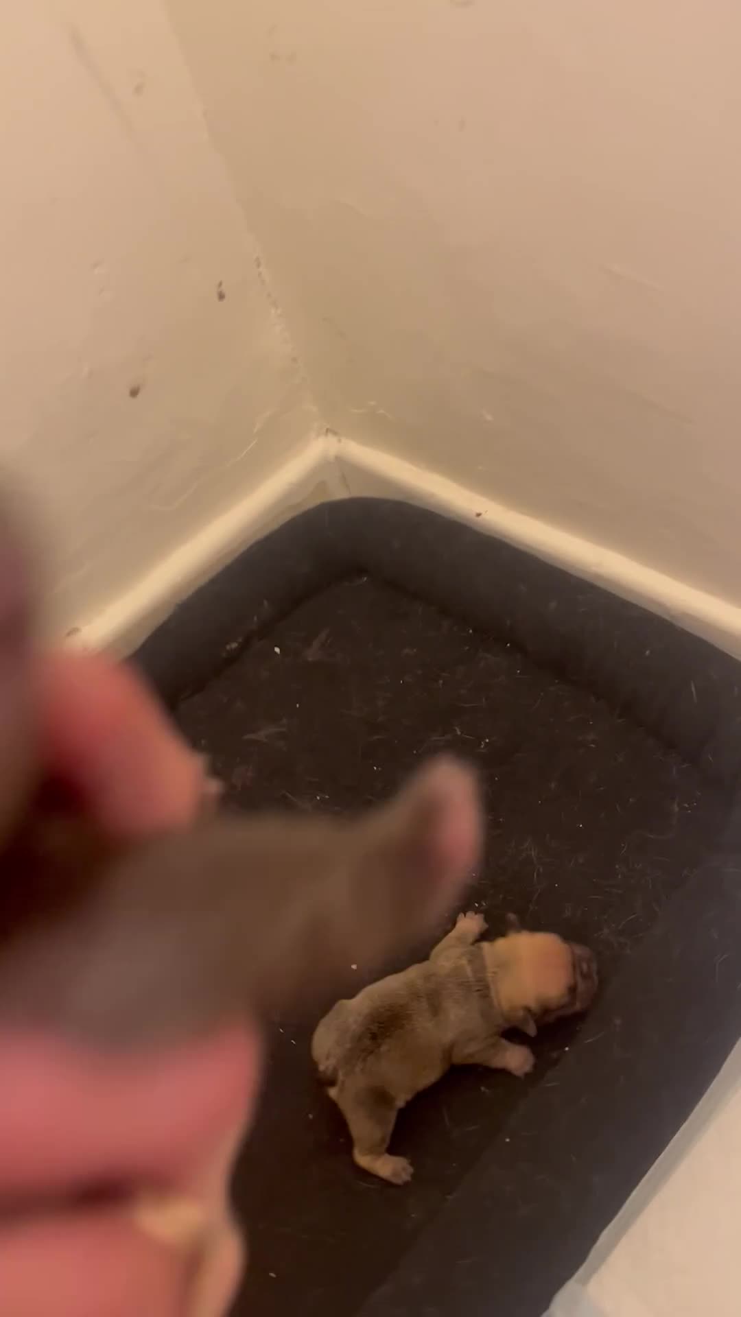 French Bulldog dogs for sale: Beautiful frenchies for sale  - Video 1
