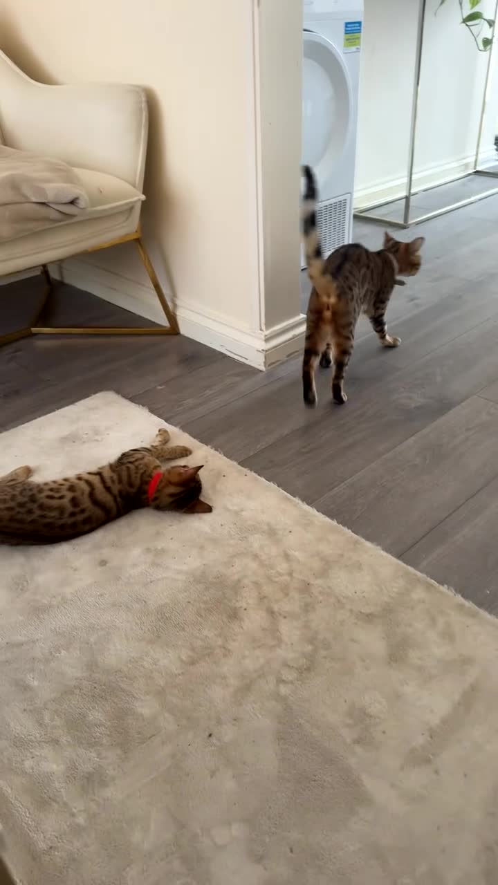 Bengal cats for sale: 2 Bengal female cats - Video 1