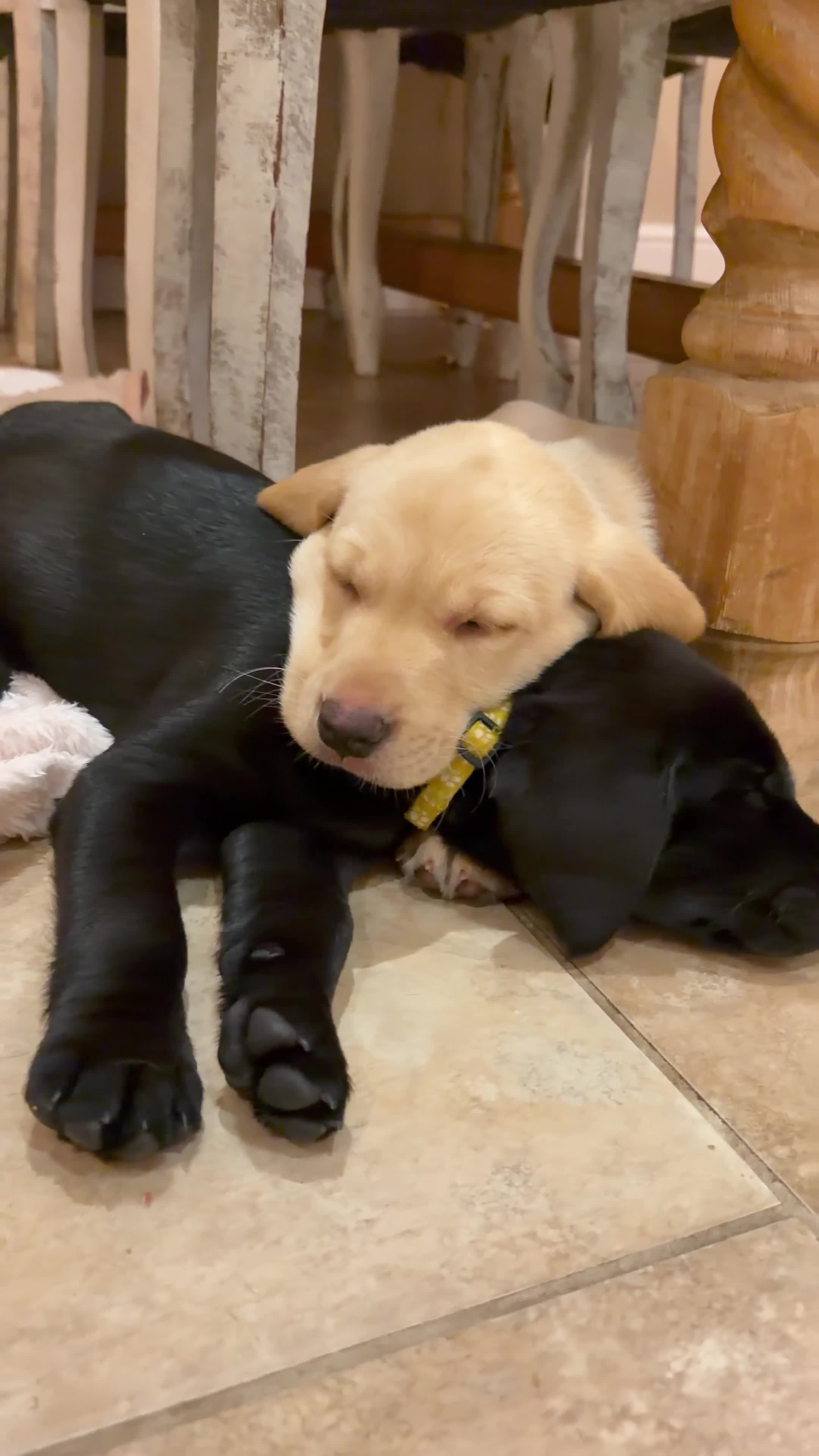 Labrador Retriever dogs for sale: KC Reg -Exceptional Labrador puppies  - Video 2