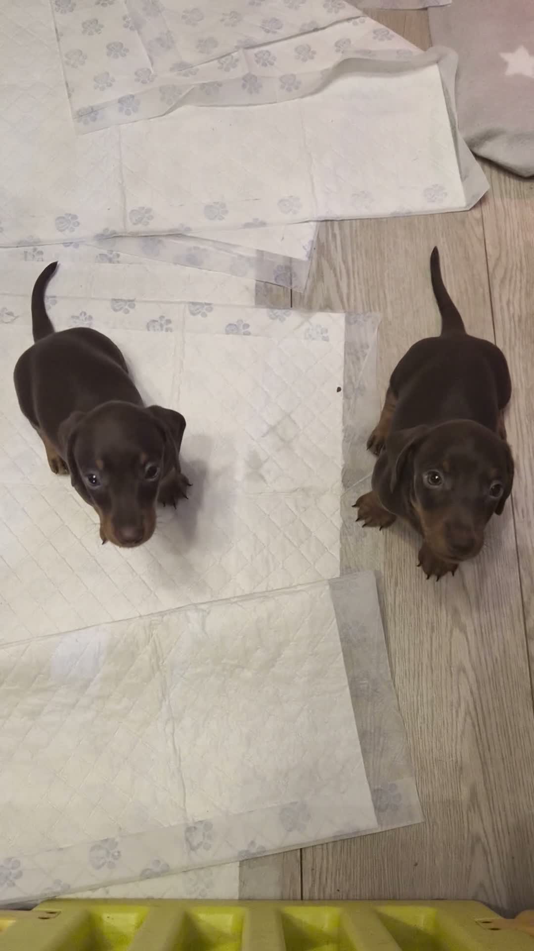 Dachshund dogs for sale: Miniature Dachshund Puppies in Leicester - Video 1