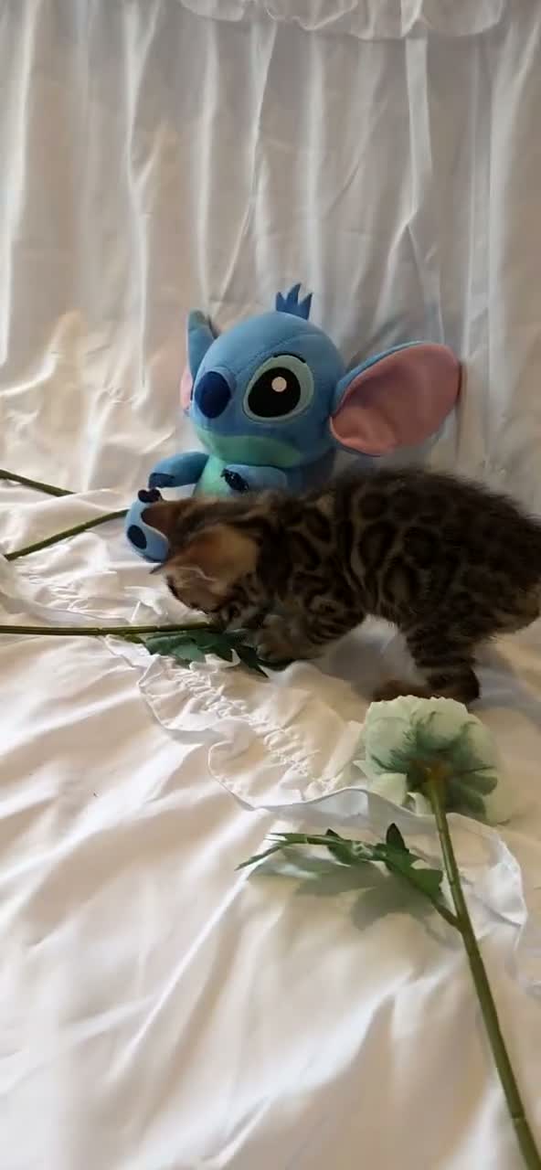 Bengal cats for sale: Stunning Bengal Kittens – Reservations Now Open🐆 - Video 4