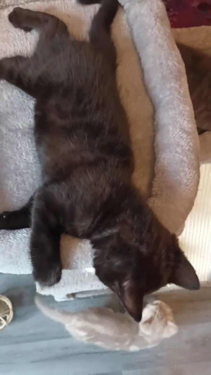 British Shorthair cats for sale: British short hair/black ghost tabby - Video 2